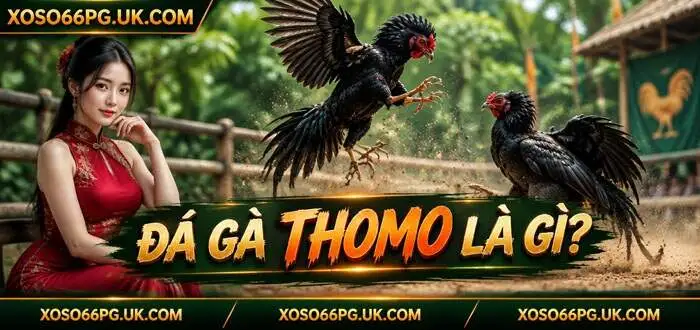 ĐÁ GÀ THOMO LÀ GÌ?
